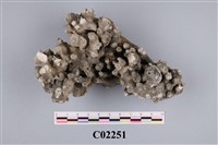 藏品(珊瑚化石)的圖片